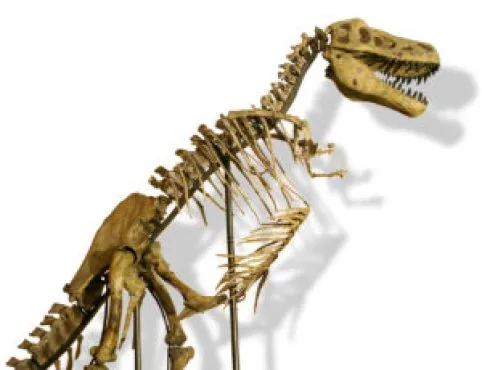 Un esqueleto de dinosaurio montado con dientes afilados y una cola larga