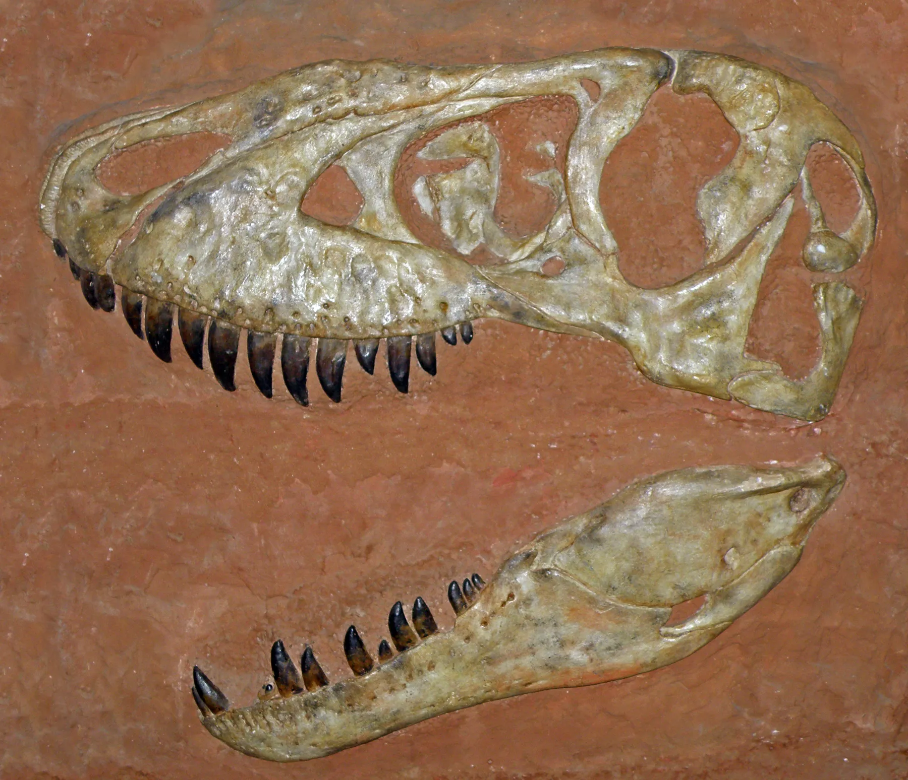 Cráneo y mandíbula fosilizados de un dinosaurio Tarbosaurus con dientes afilados