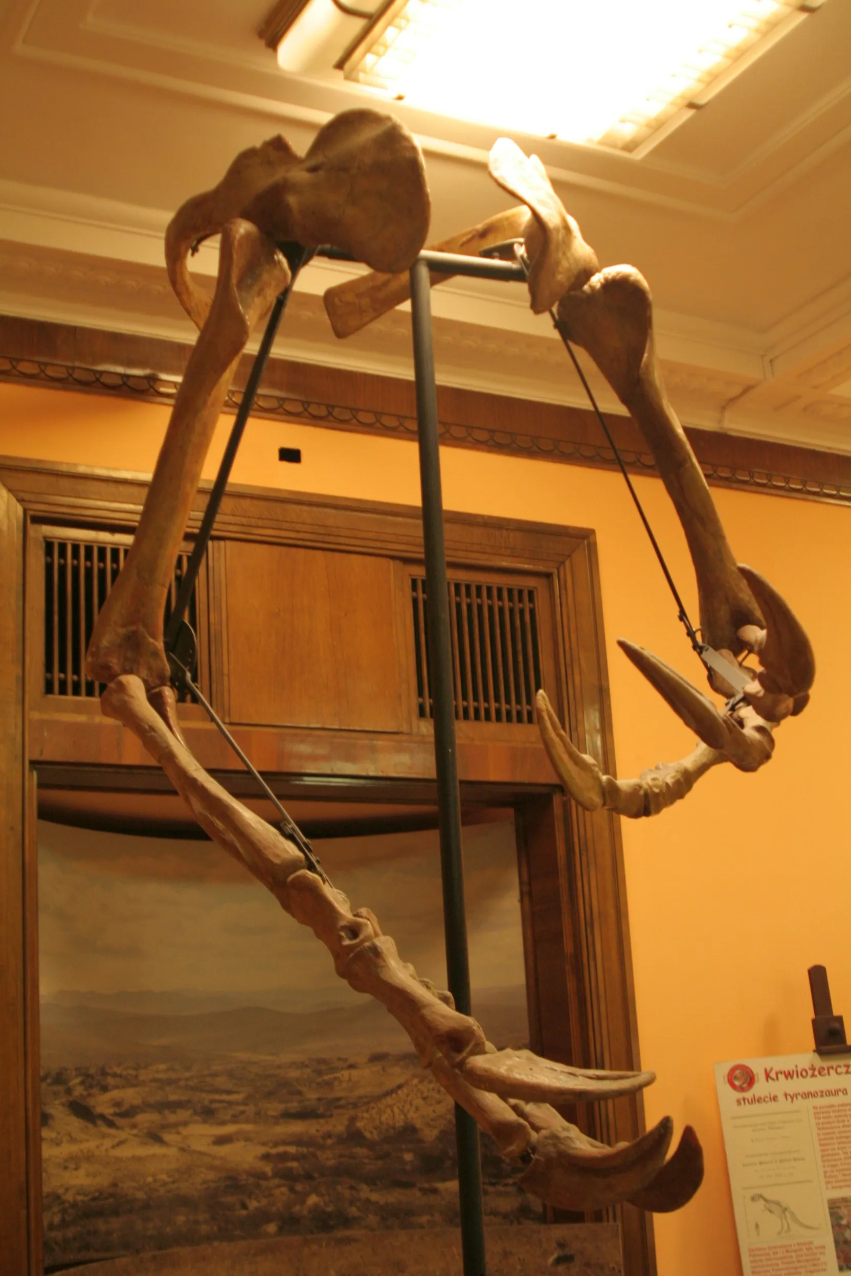 Een groot dinosauruskelet, gemonteerd op een metalen frame in een museumgalerij met warme verlichting en houten architecturale details