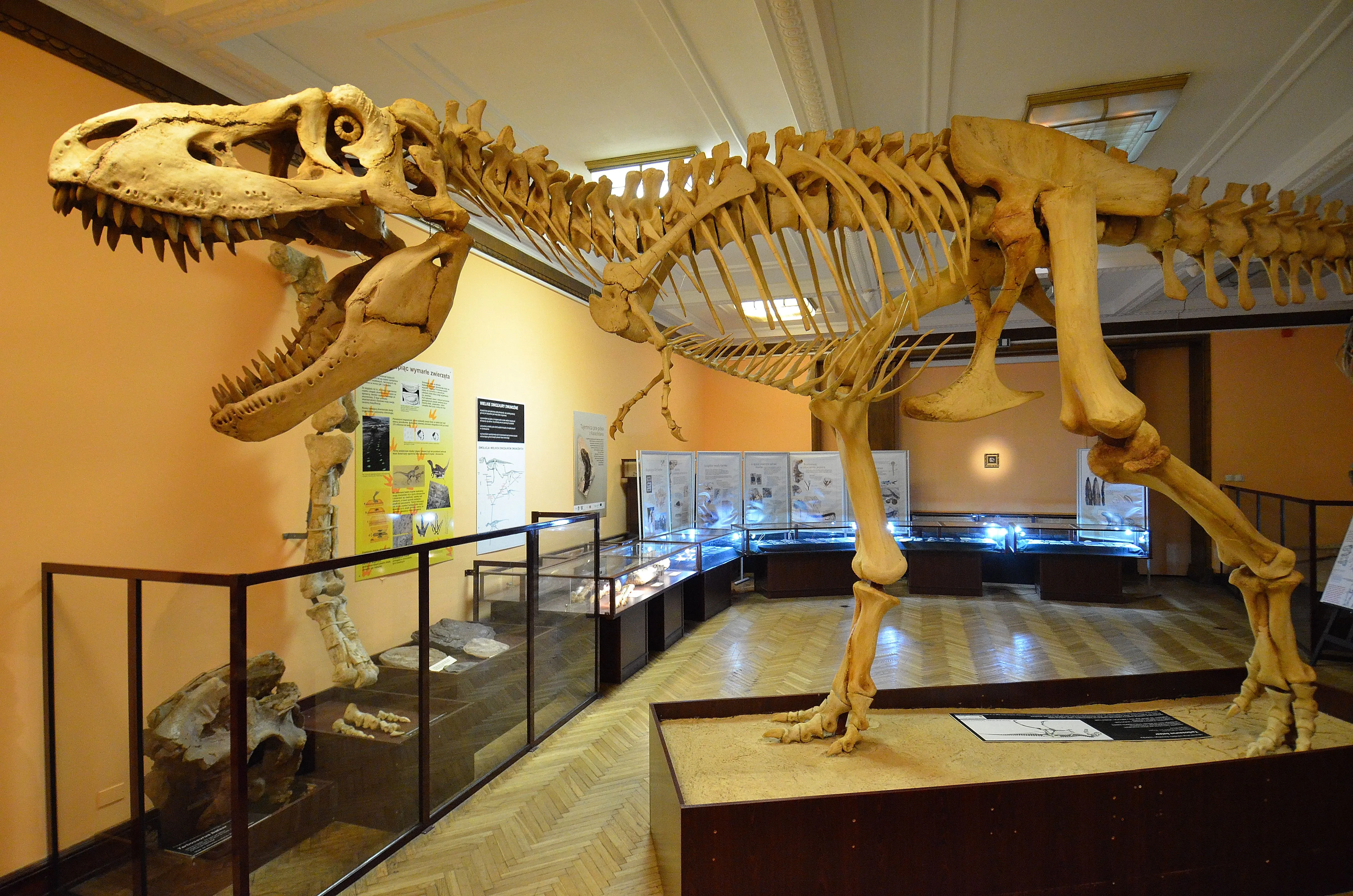 Exhibición de esqueleto de dinosaurio en una galería de museo con vitrinas y paneles informativos