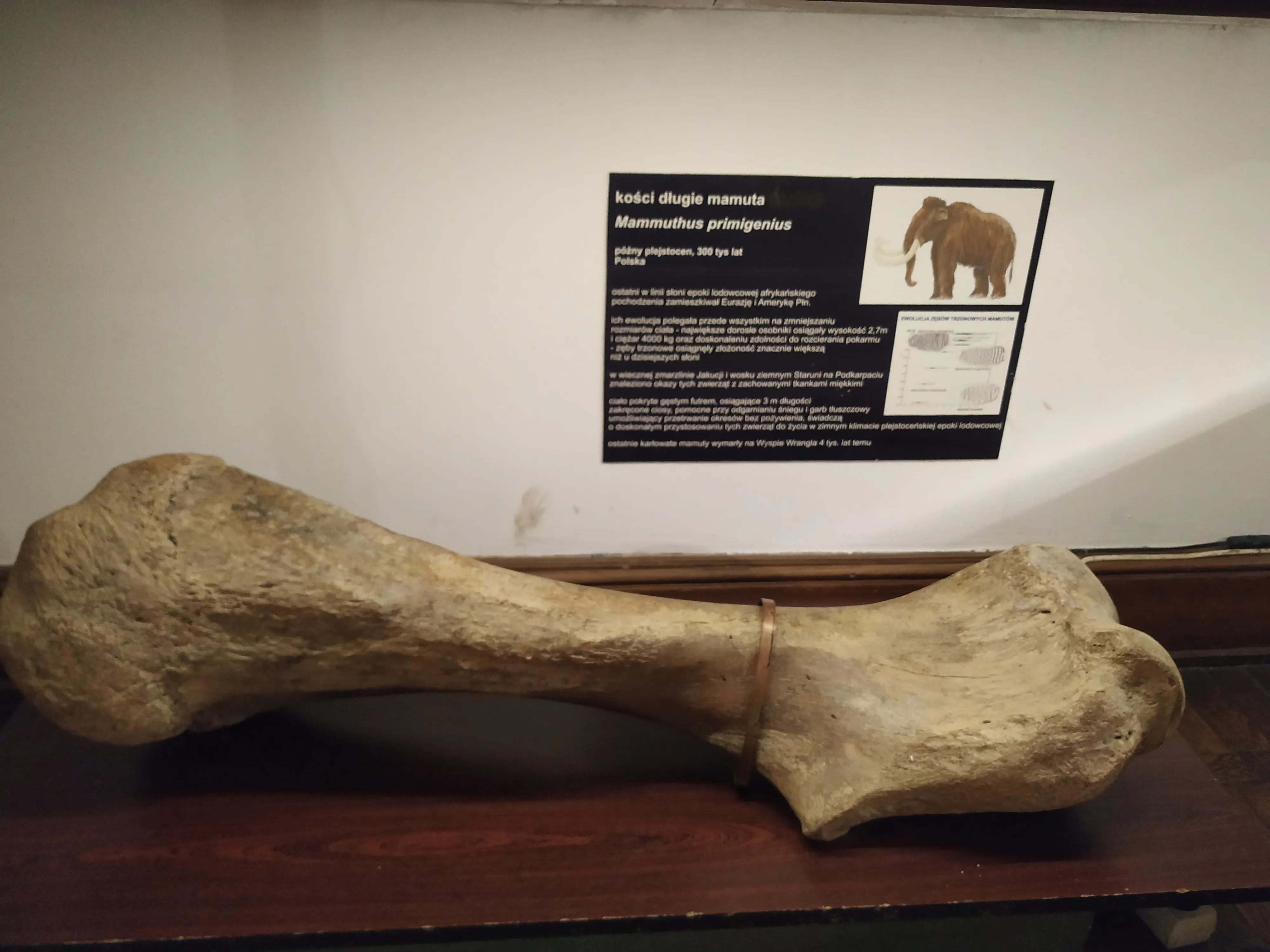 Un gran hueso fosilizado en exhibición con una placa informativa al fondo
