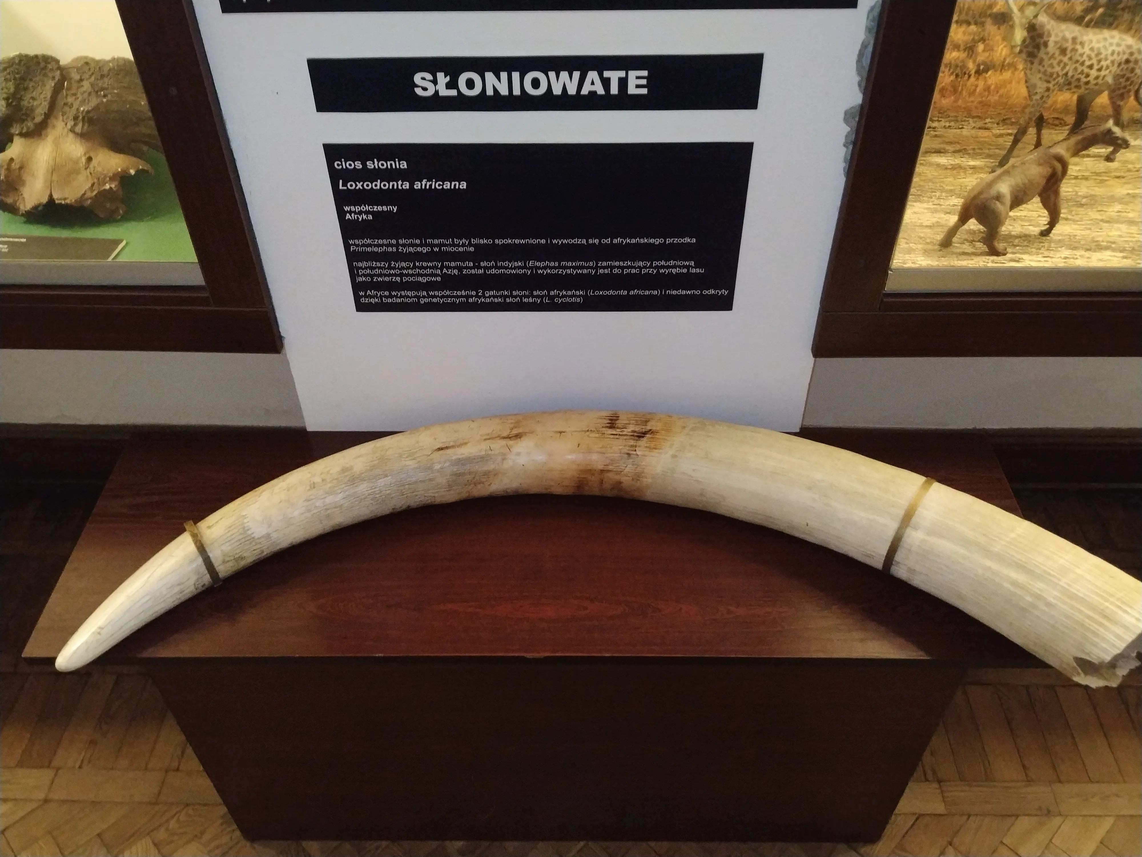 Un gran colmillo de elefante expuesto sobre un pedestal de madera en una exhibición de museo con un cartel en polaco y un diorama al fondo.