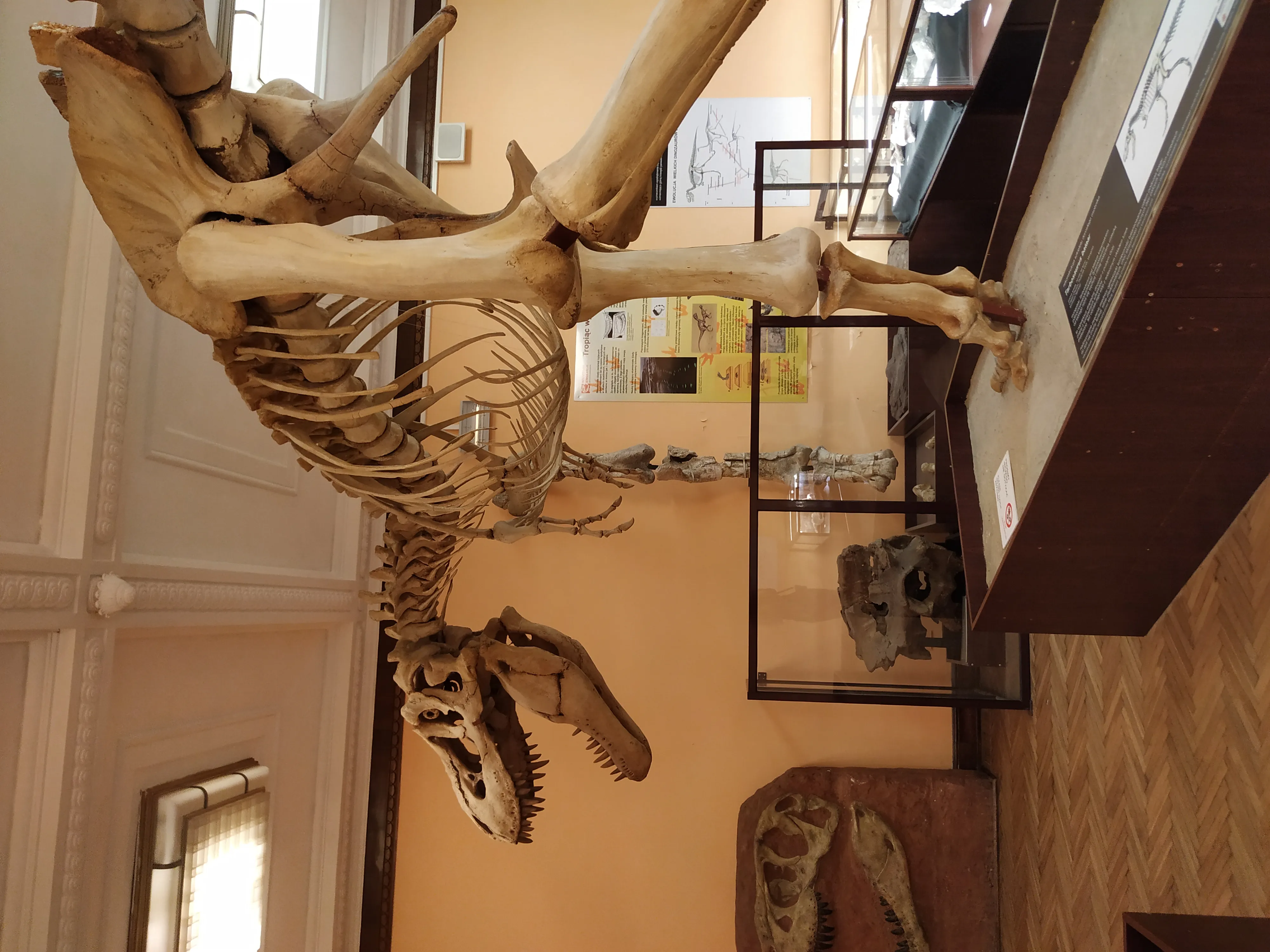 Gran exposición de esqueleto de dinosaurio en una galería de museo