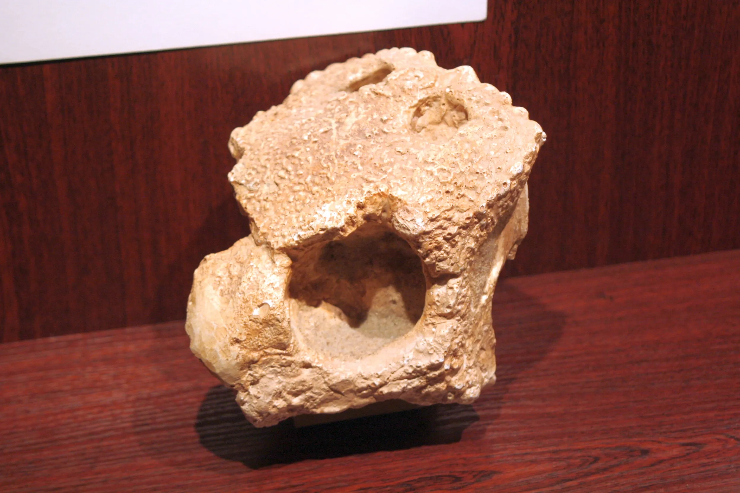 Gefossiliseerd bot op een houten displayoppervlak