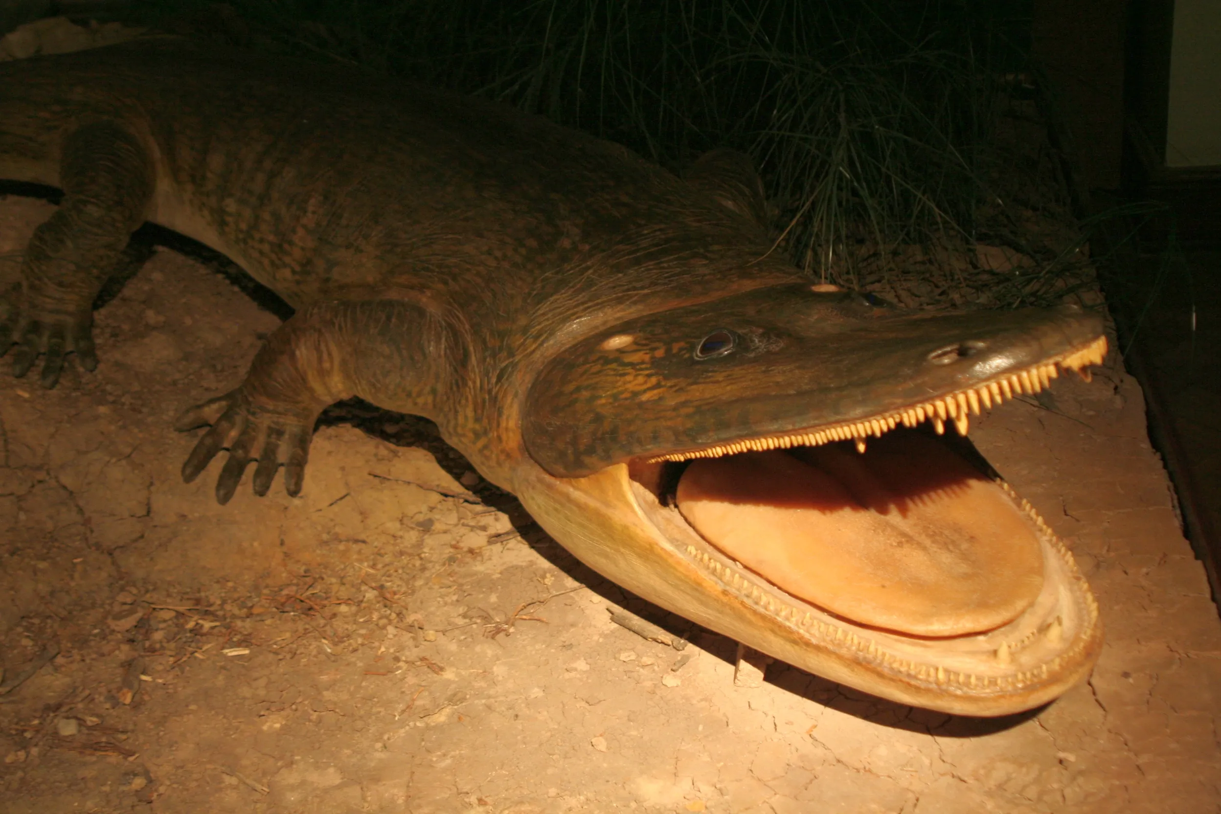 Een groot model van een prehistorische amfibie met geopende bek en scherpe tanden, tentoongesteld in een museumexpositie
