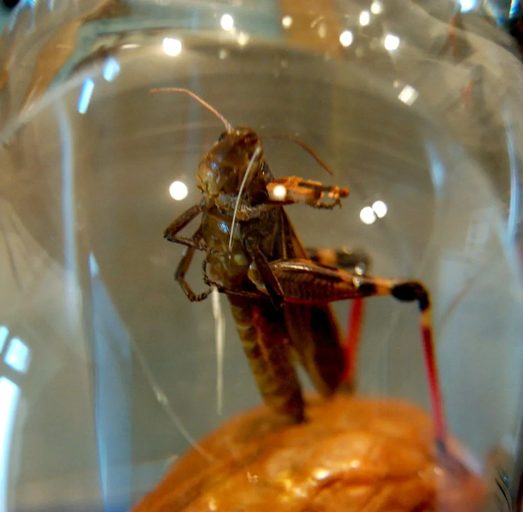 una pulga con diminutas herraduras expuesta en una vitrina