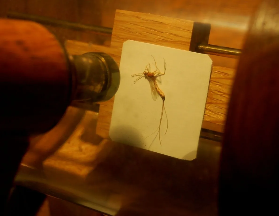 una obra de arte microscópica de una pulga con una diminuta herradura sobre una tarjeta blanca bajo una vitrina