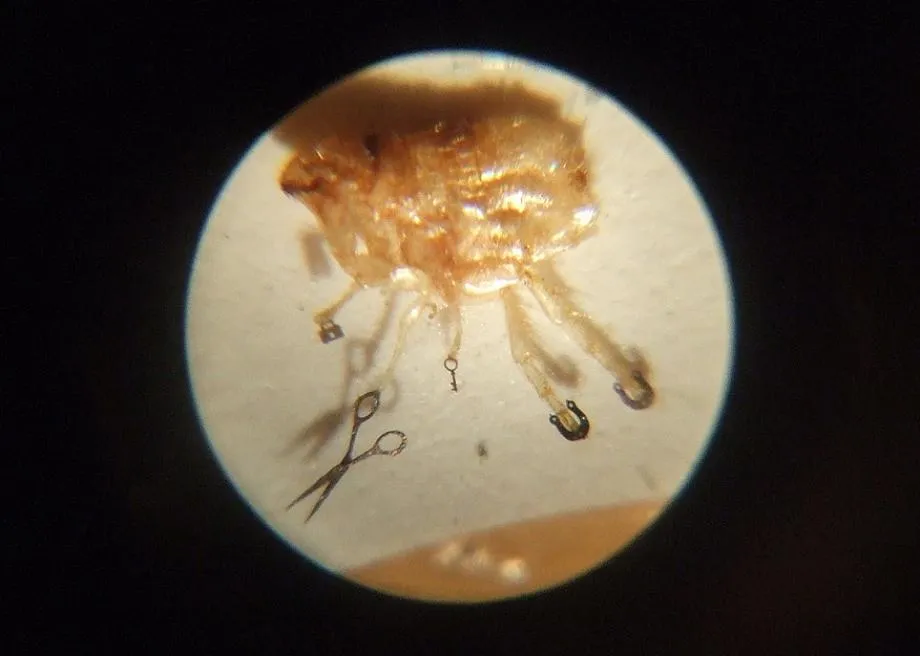 vista microscópica de una pulga con diminutas herraduras en sus patas