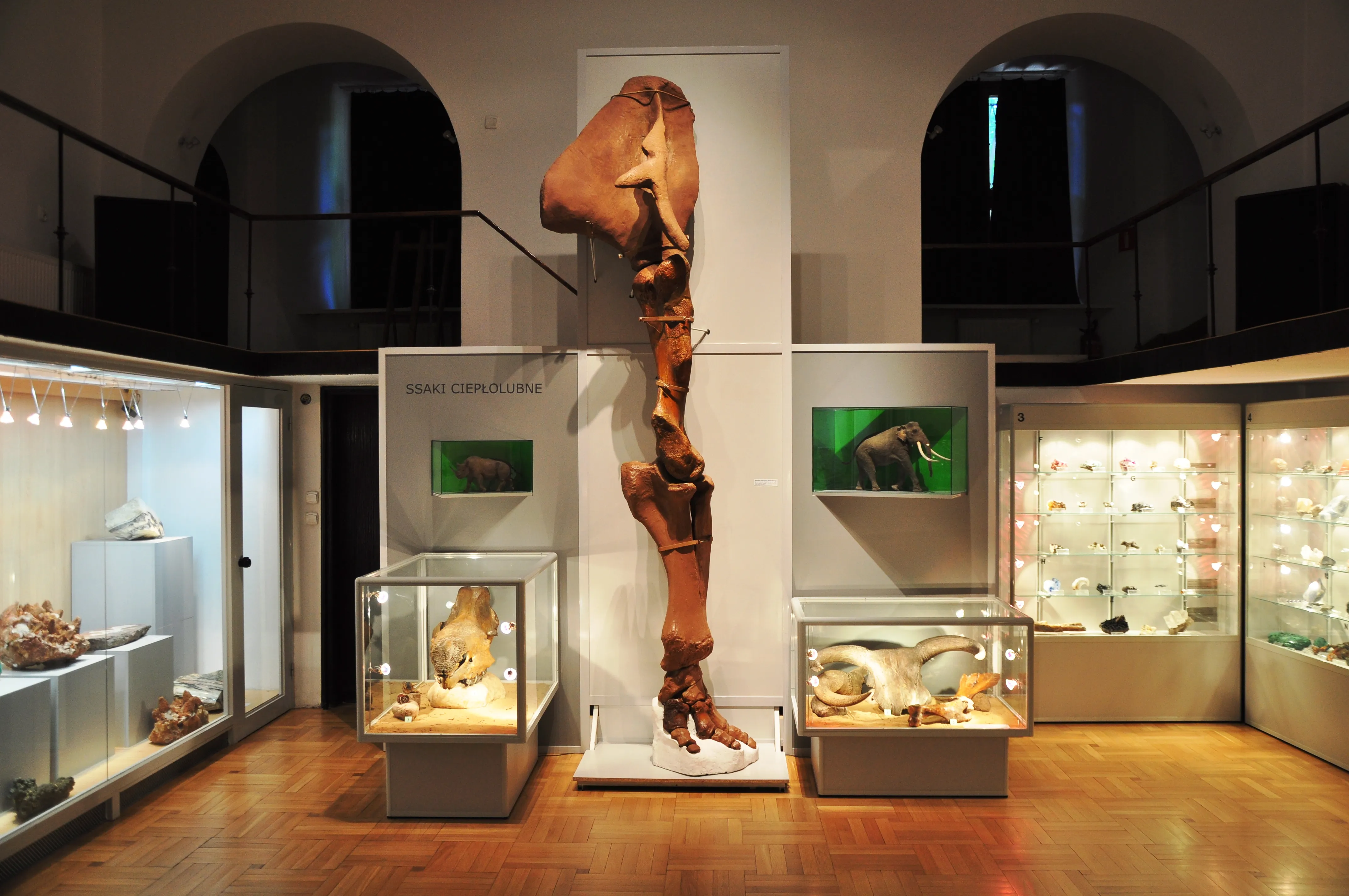 Una gran exhibición de pata de mamut fosilizada en una galería de museo con vitrinas y techos abovedados