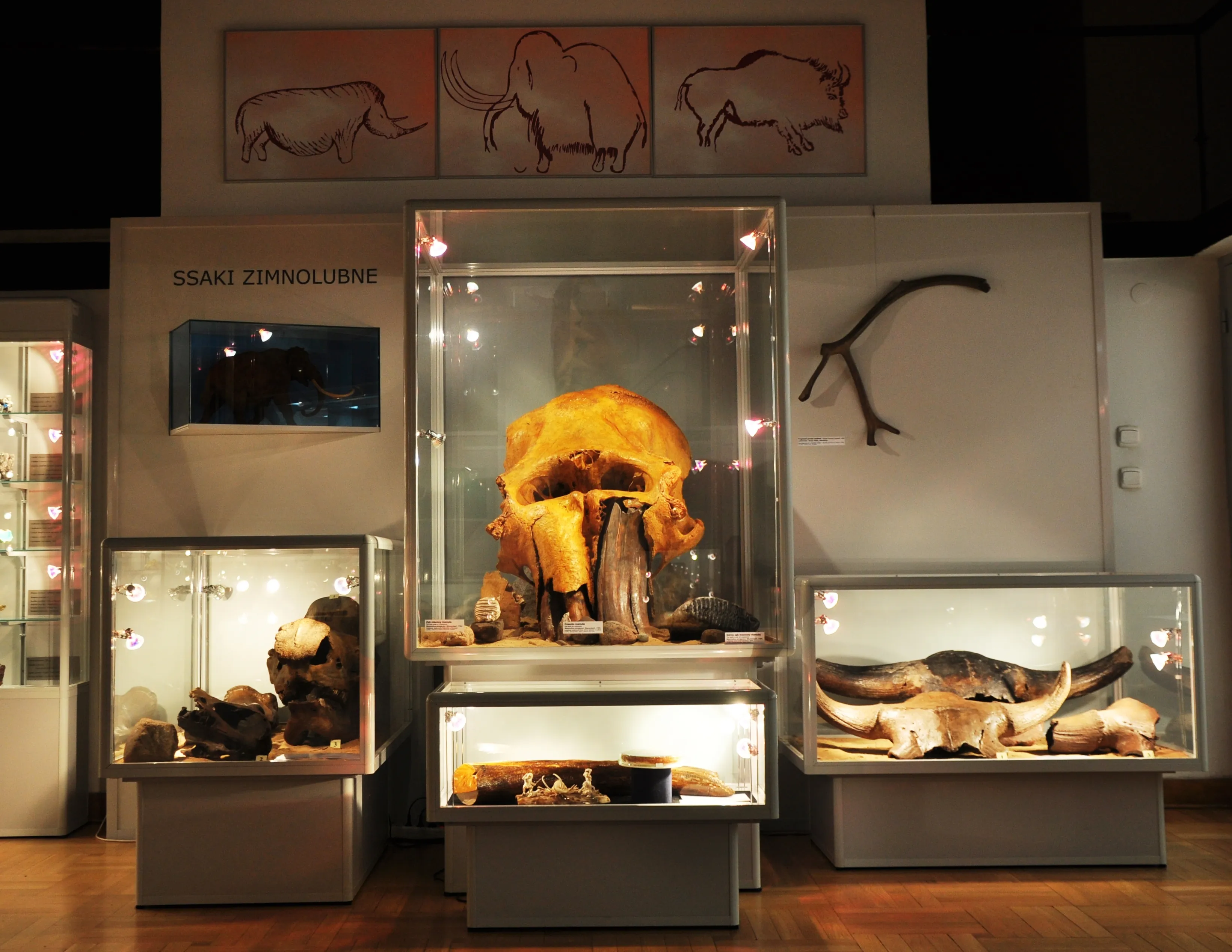 Craneo fósil en una vitrina de cristal rodeado de otros especímenes fósiles y cuernos de animales en una exposición de museo