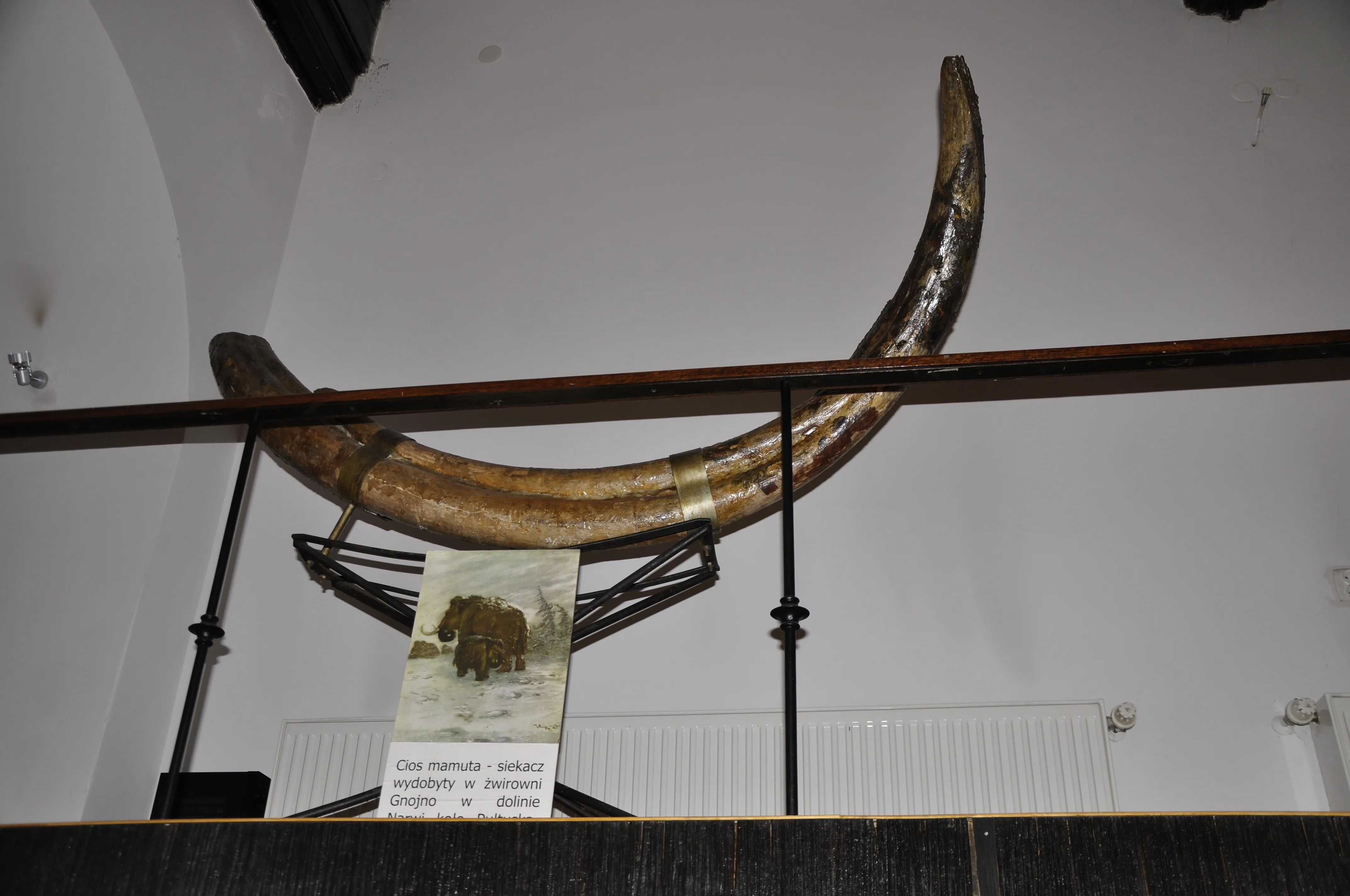 Un gran colmillo de mamut montado en un soporte de metal negro dentro de un museo, con un letrero debajo.