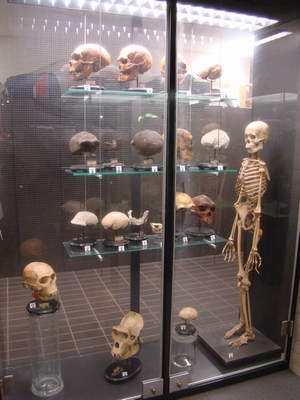 Glass display case containing various human skulls, skeletal parts, and a full skeleton in an academic museum setting