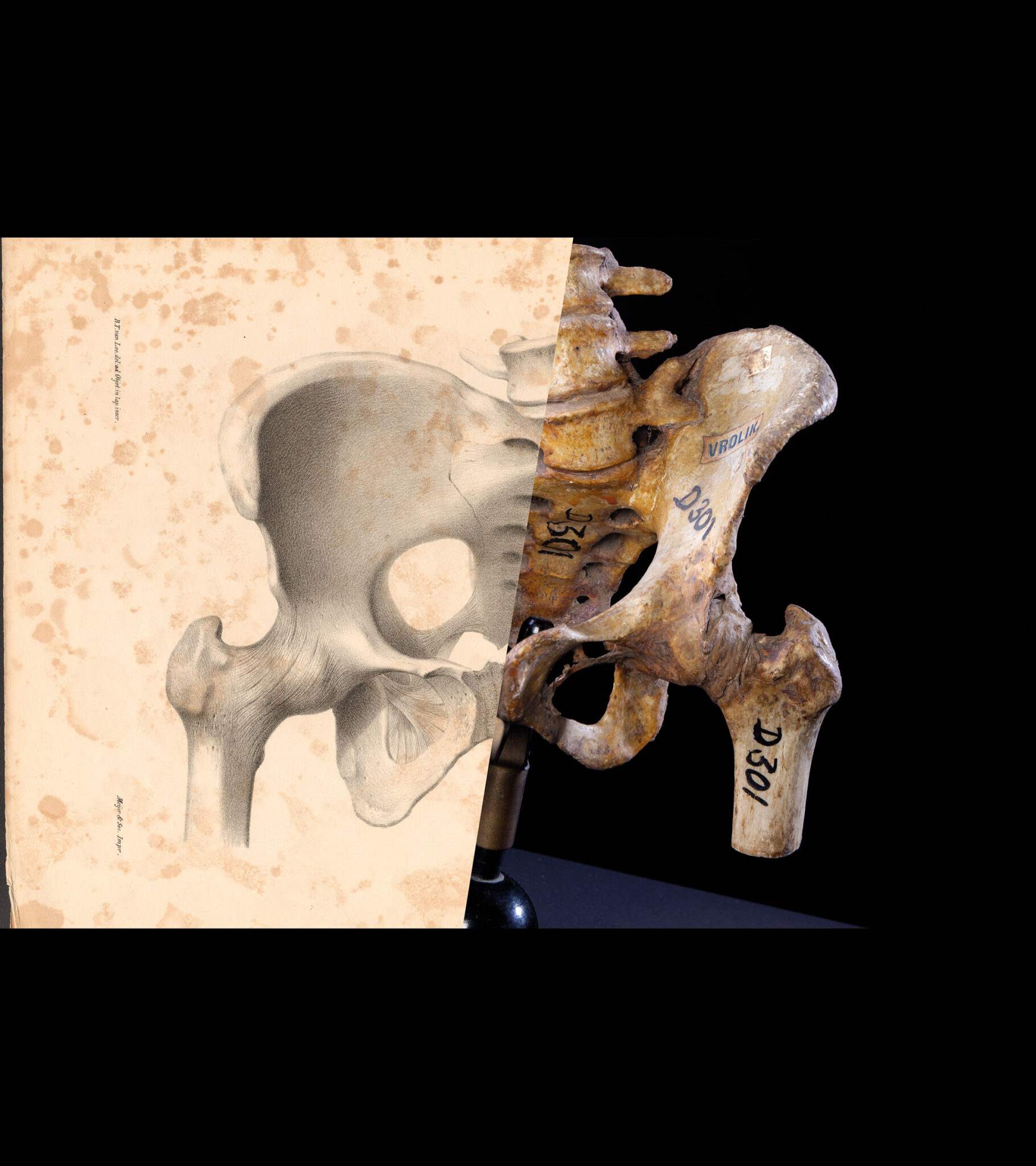 Preparat anatomicznej kości miednicy z etykietami identyfikacyjnymi obok odpowiadającej mu zabytkowej ilustracji na czarnym tle.