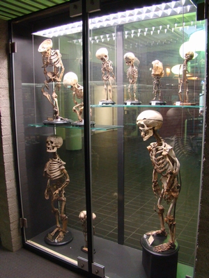 Szklana gablota z wieloma szkieletami anatomicznymi i preparatami w różnych pozach, będąca częścią kolekcji edukacyjnej Museum Vrolik