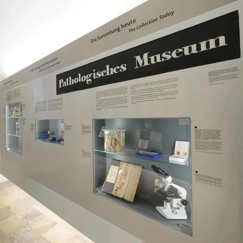 Exhibition wall with glass display cases containing medical specimens, a microscope, and text panels reading 'Pathologisches Museum' and 'Die Sammlung heute The Collection Today'.