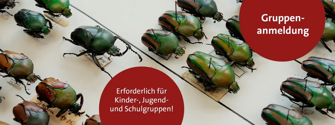 Rows of preserved green and brown beetles in a display case with red circular text overlays