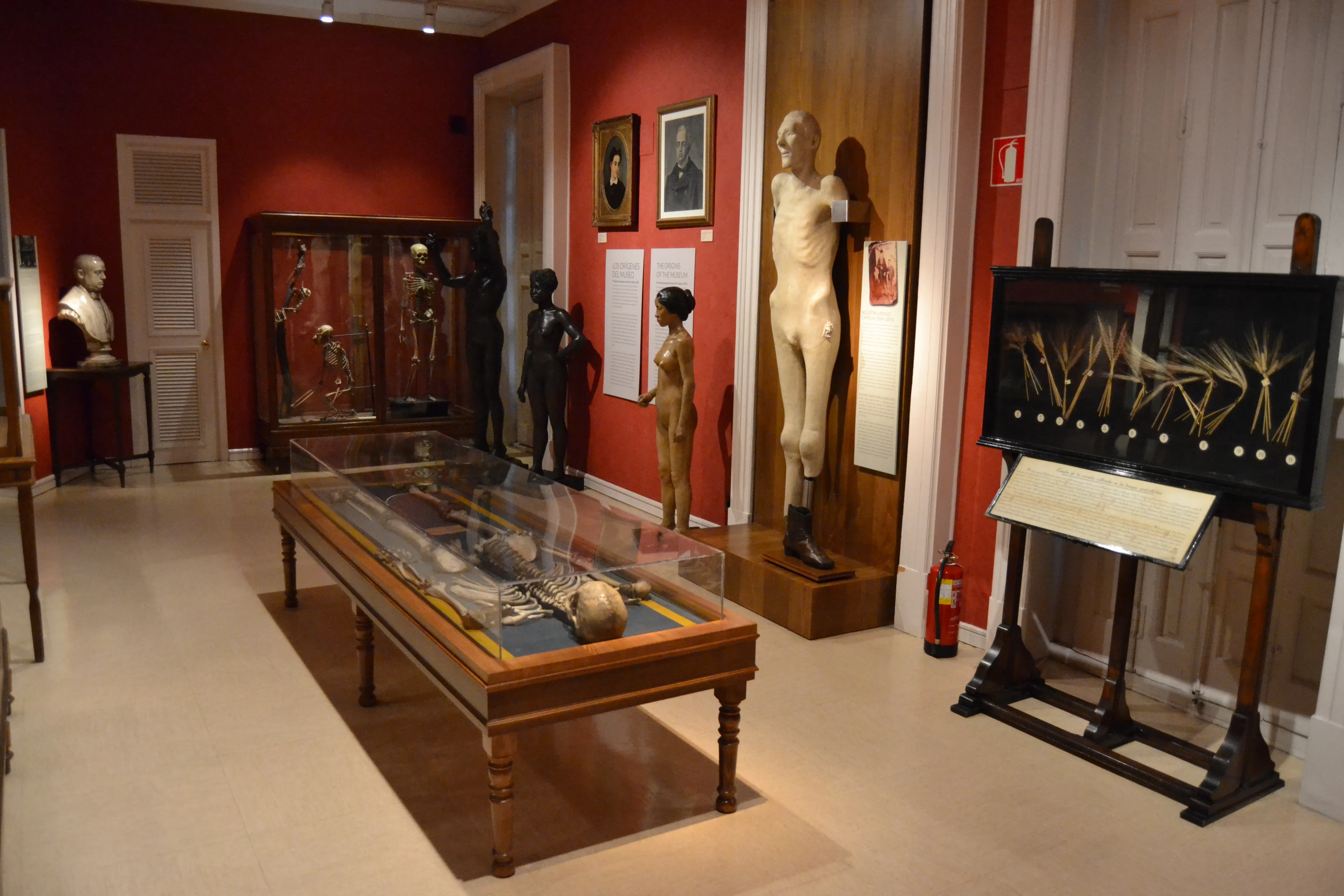 Interior de galería de museo con maniquíes, vitrinas y una exhibición montada de plantas secas