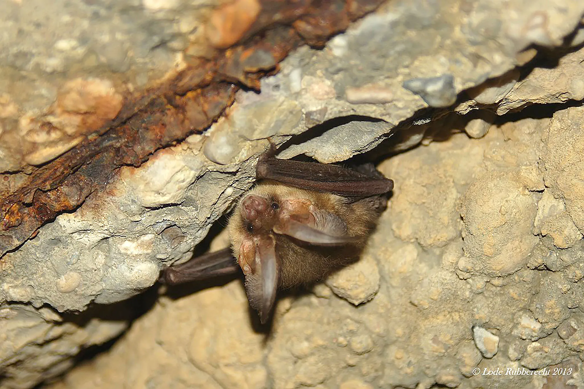 Un pequeño murciélago marrón colgado boca abajo del techo de una cueva rocosa con las alas plegadas