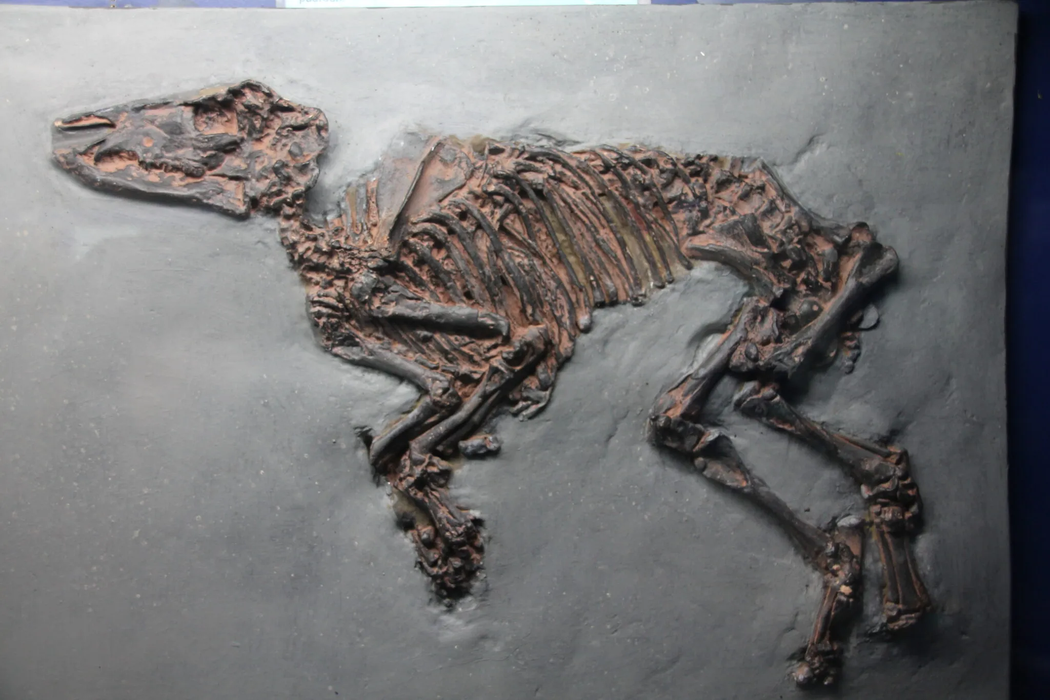 Esqueleto fosilizado de un animal prehistórico incrustado en una losa de piedra gris plana, que muestra el cráneo, la caja torácica y los huesos de las extremidades en tonos marrón rojizo