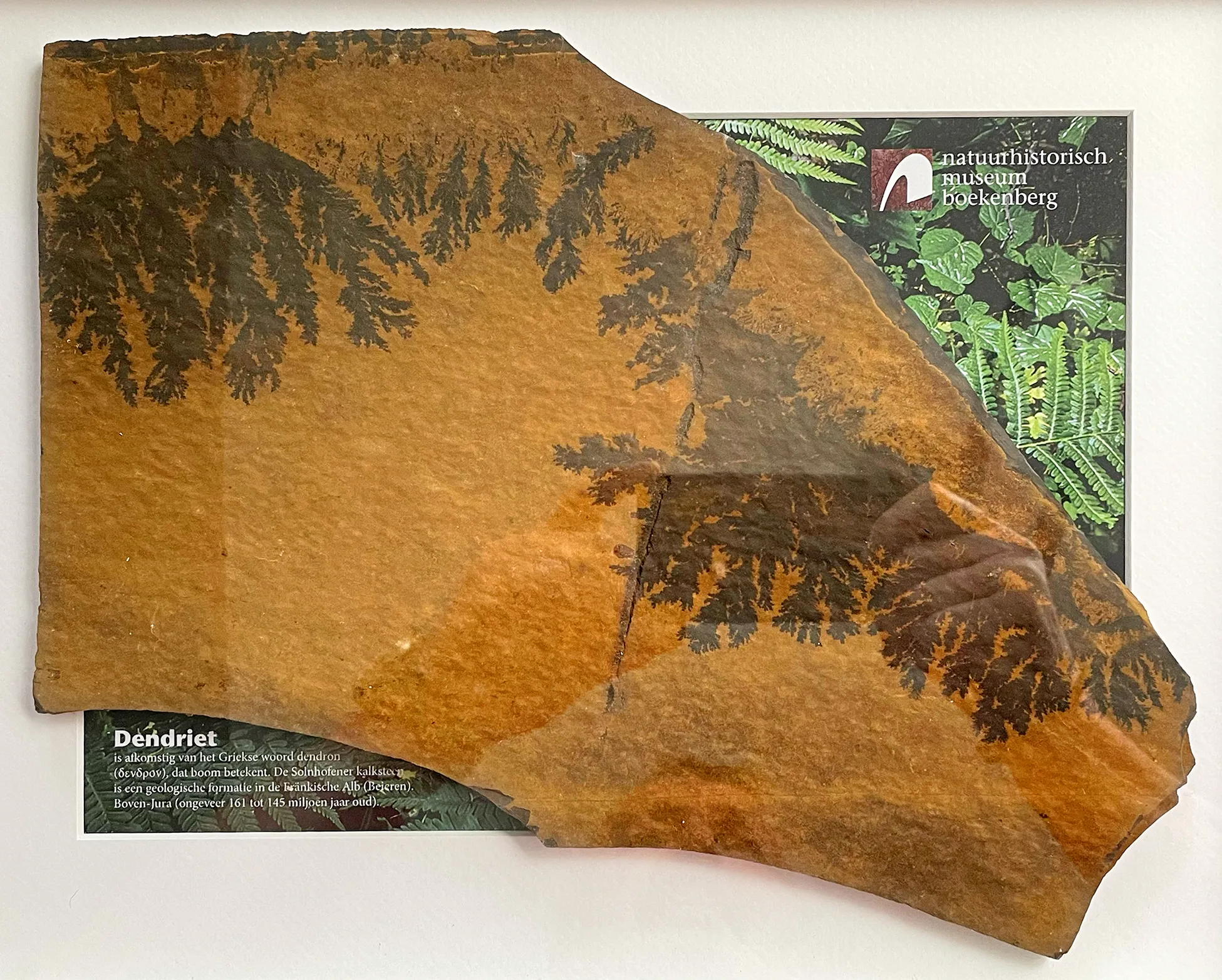 Losa fósil con impresiones oscuras de plantas parecidas a helechos sobre roca de color marrón anaranjado, con una etiqueta Dendriet y el logotipo del museo visibles en el fondo.