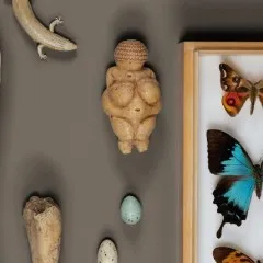 Figurka Wenus z Willendorfu wystawiona z motylami, jaszczurką i innymi okazami przyrodniczymi w gablocie
