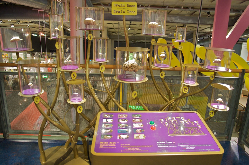 Interactieve wetenschappelijke tentoonstelling met een gouden boomstructuur die glazen koepels vasthoudt, een paars controlepaneel en een bord met de tekst 'Brain Boom' en 'Brain Tree'