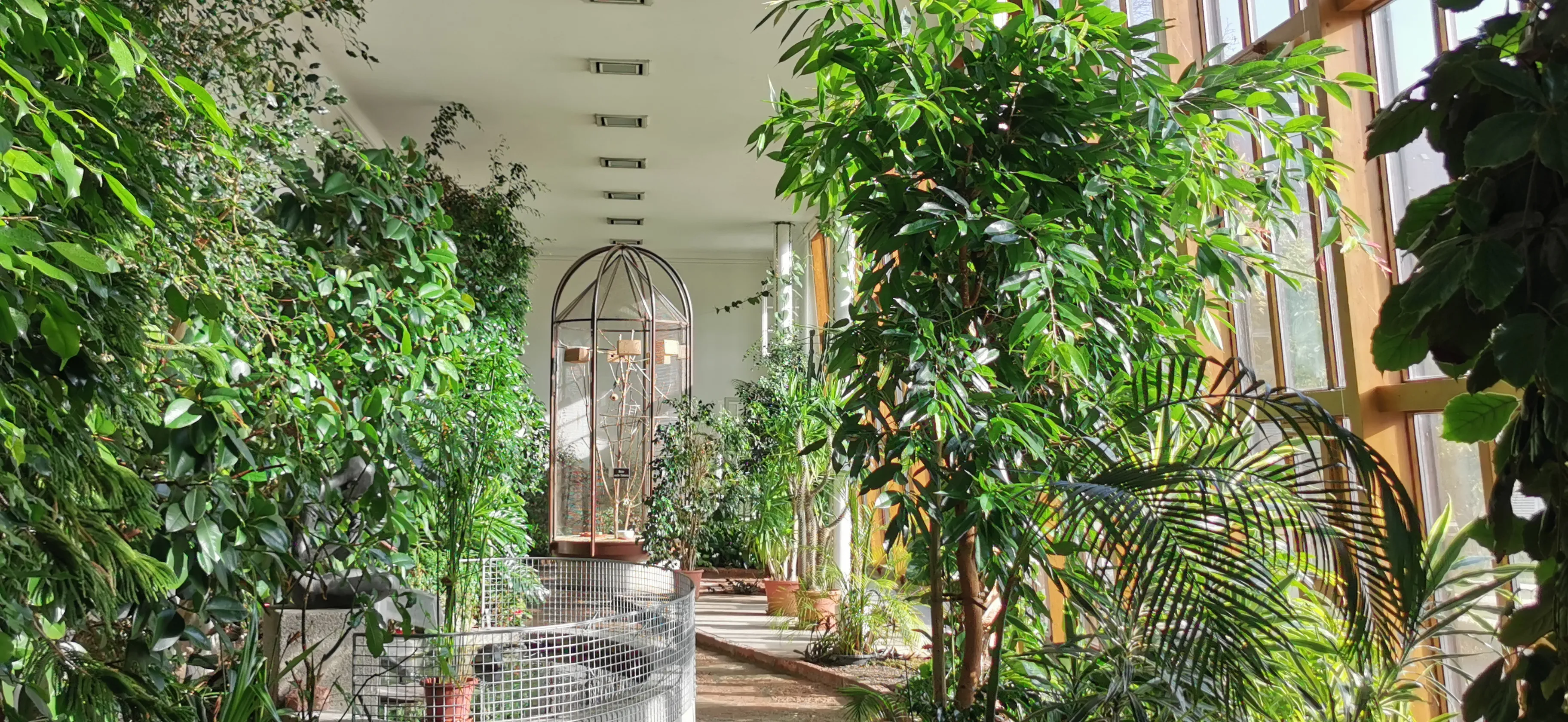 Interior corridor of the Orangery Salzburg filled with lush green plants, palm trees, and a decorative metal birdcage structure beneath a white ceiling and large glass windows.