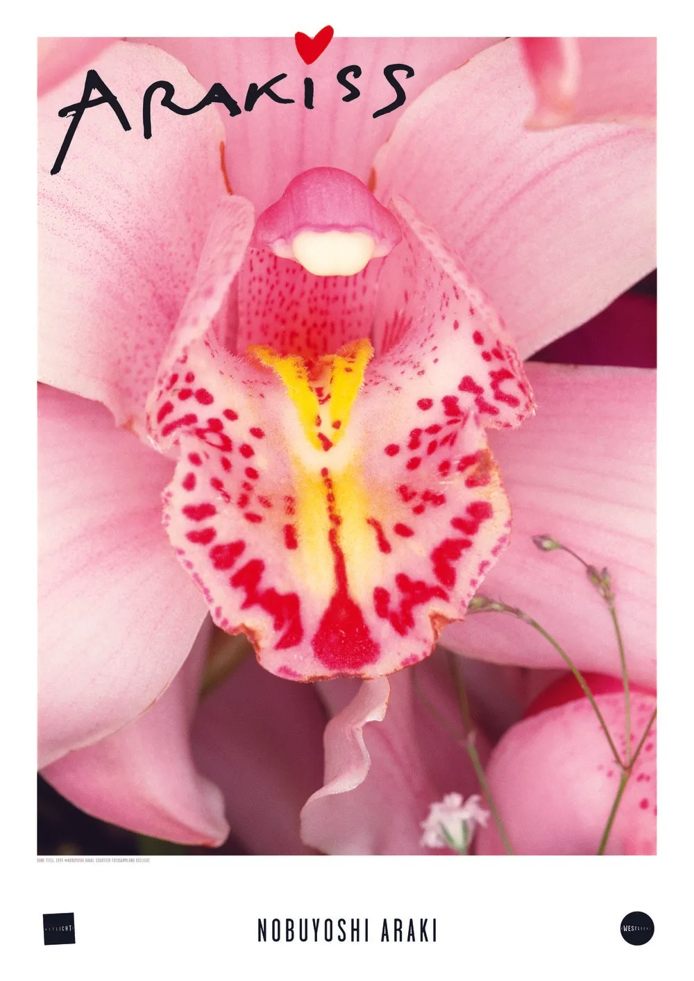 Primer plano de una orquídea rosa con motas rojas y un centro amarillo, con el texto 'Arakiss' y 'Nobuyoshi Araki' visible
