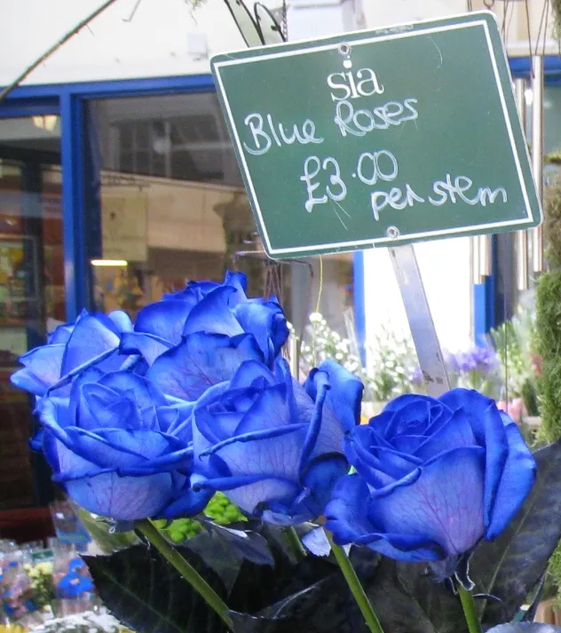 Zbliżenie na żywe niebieskie róże z zieloną tablicą, na której widnieje napis 'sia Blue Roses £3.00 per stem' zawieszoną nad nimi.