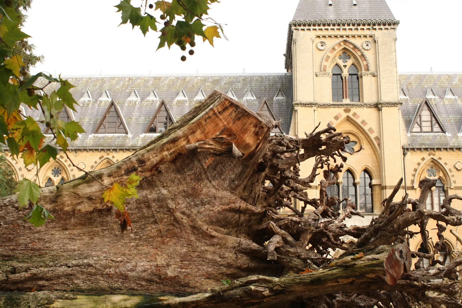 Una instalación compuesta por un gran tronco de árbol talado se encuentra en primer plano, con la fachada de piedra neogótica y la torre del Oxford University Museum of Natural History visibles detrás, enmarcadas por hojas de otoño.