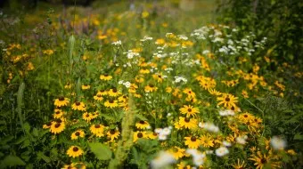 Veld met gele en witte wilde bloemen in een weide