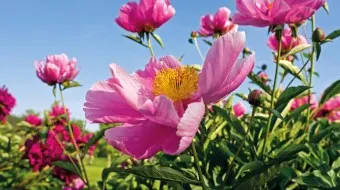 roze pioenrozen met gele middelpunten in een tuin