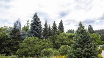 een verscheidenheid aan groenblijvende en loofbomen in een botanische tuin