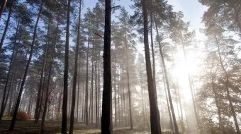lange pijnbomen in een bos met zonlicht dat door de takken filtert