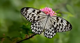 Czarno-biały motyl ze skomplikowanymi wzorami na skrzydłach odpoczywający na różowym kwiecie otoczonym zielonymi liśćmi