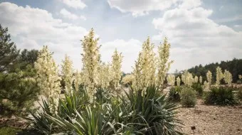 lange bloeiende vetplanten in een tuin onder een bewolkte hemel