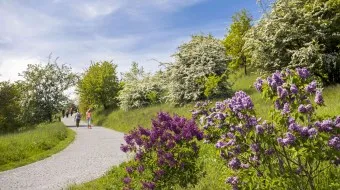 Een kronkelend grindpad door een tuin met paarse bloemen en groene bomen onder een blauwe hemel