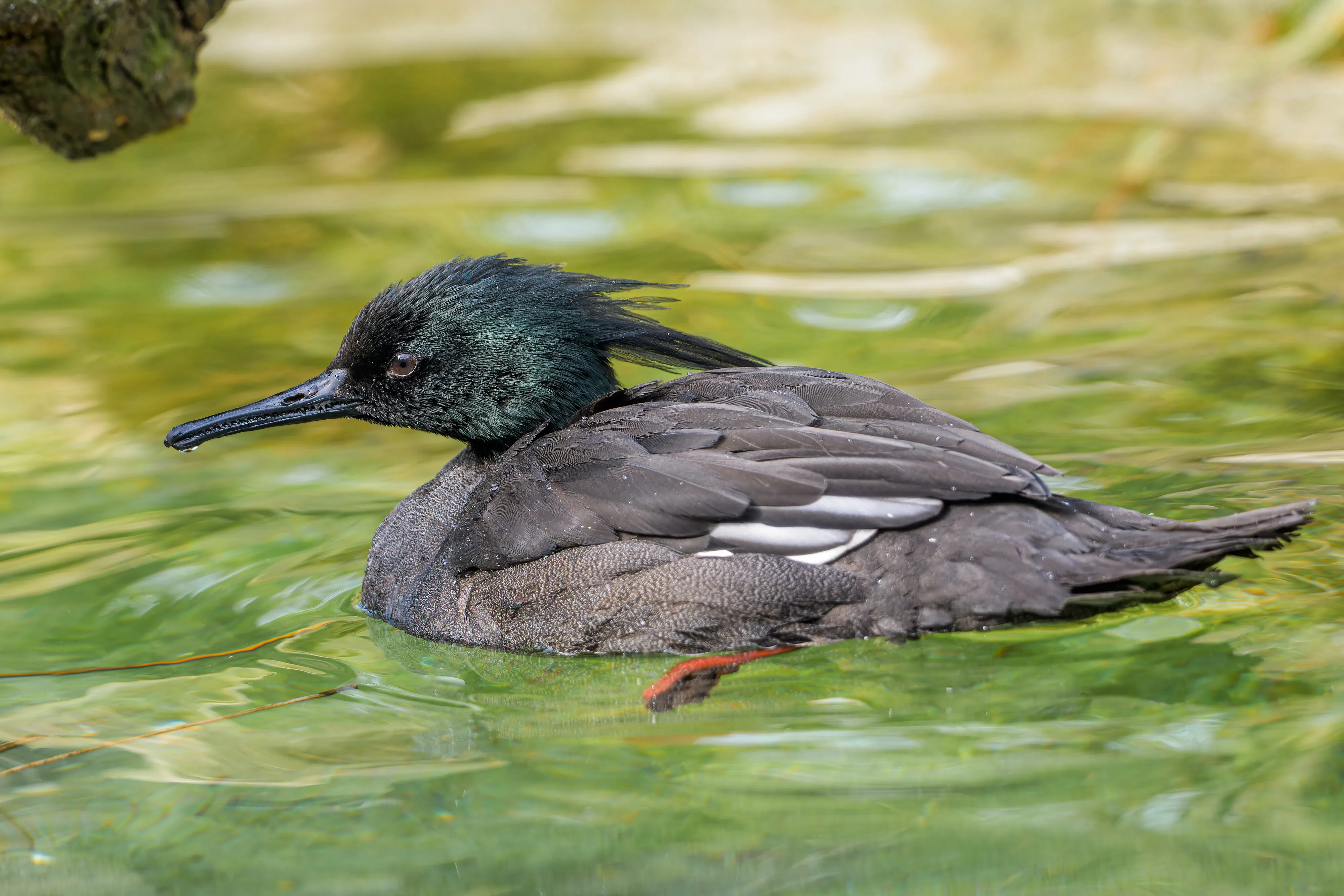 Een nonnetje met een donkergroene kop en een grijze lijf, zwemmend in groen water
