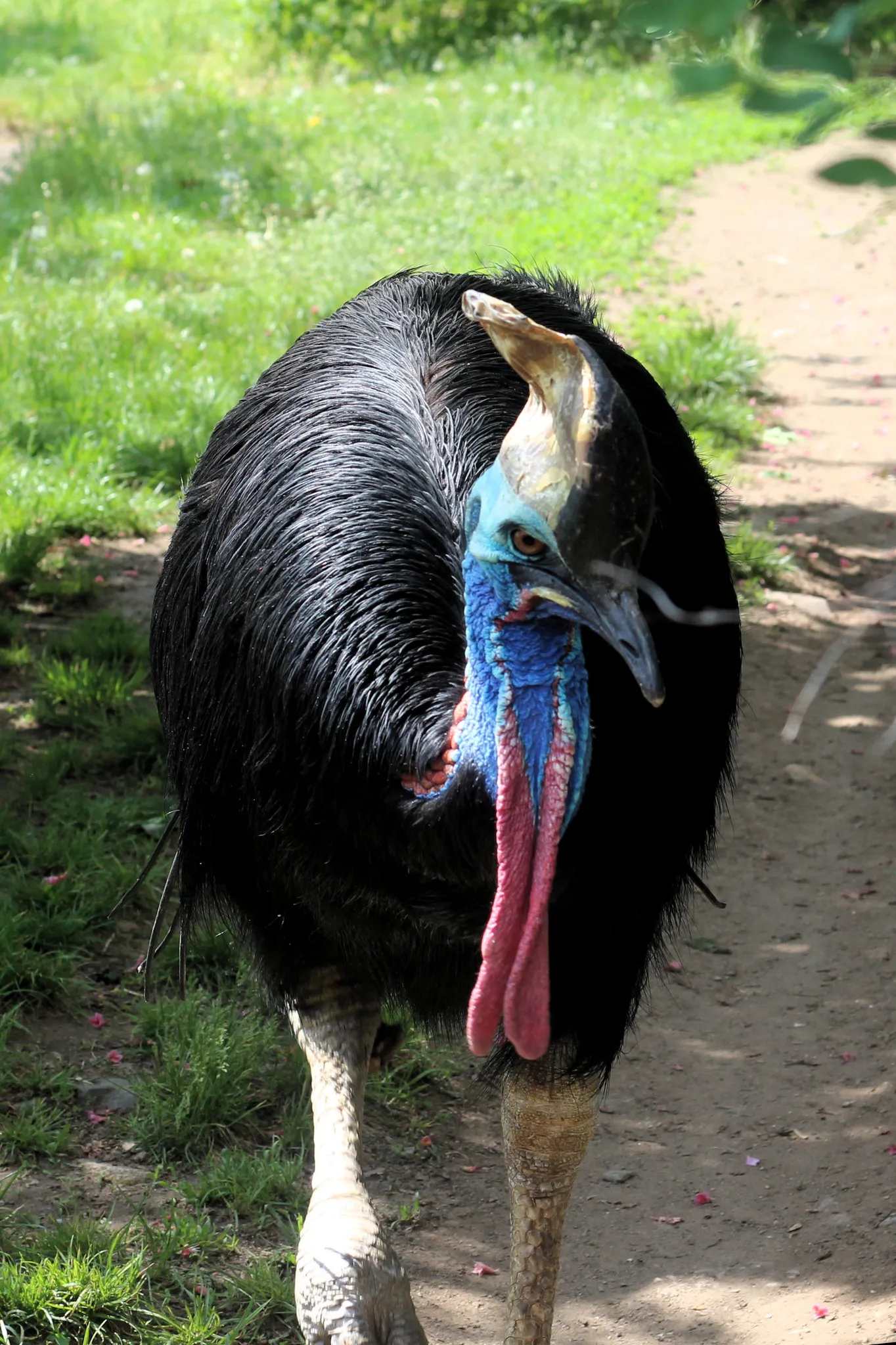 Een kasuaris met zwarte veren, blauwe en rode gezichtshuid en een helm op zijn hoofd, staand op een onverhard pad omringd door groen gras.