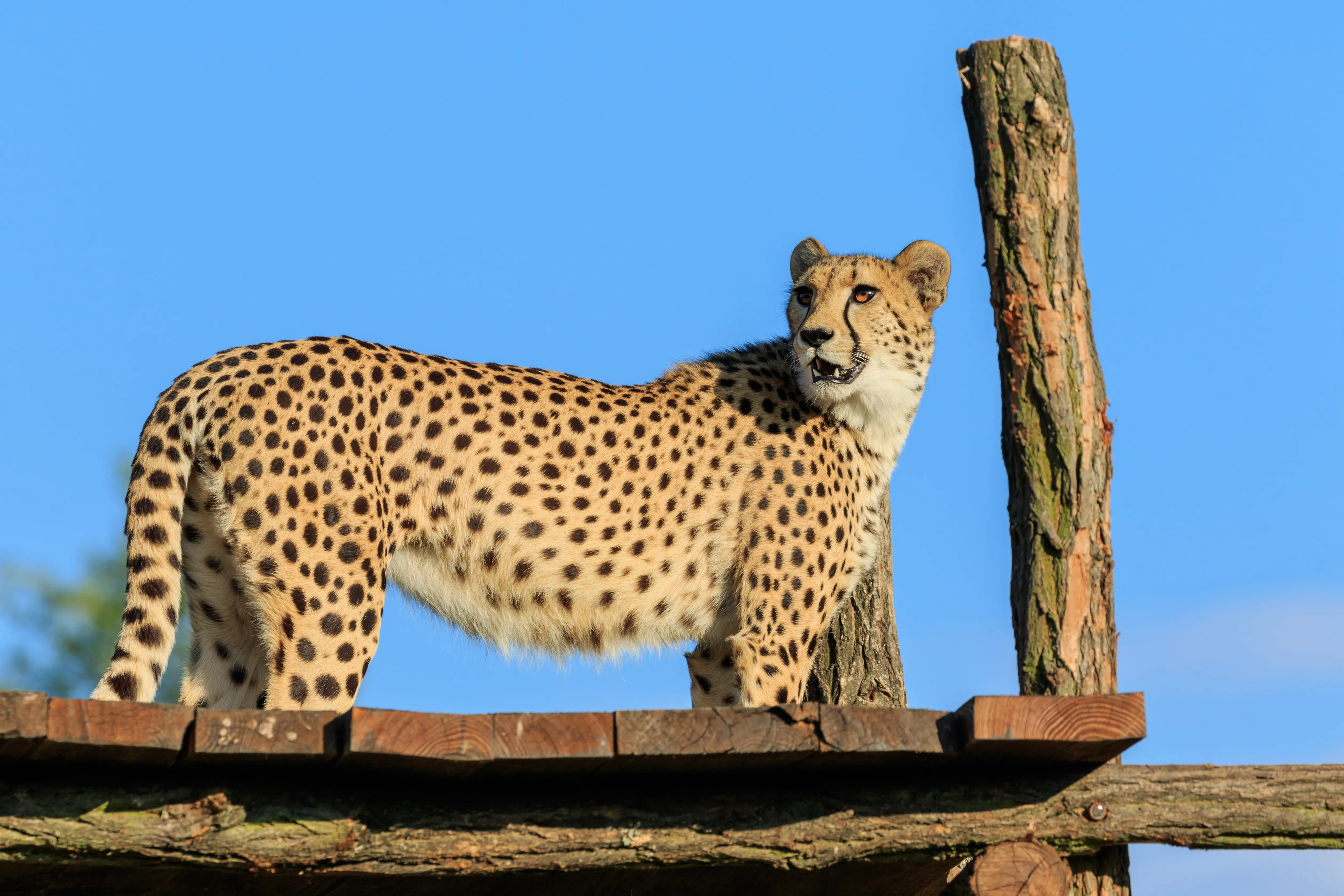 Een cheetah die op een houten platform staat met een blauwe lucht op de achtergrond