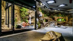 Binnenverblijf in dierentuin met glazen wanden, rotsachtig landschap, groene planten en een sculptuur van een schildpad op de voorgrond