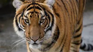 Close-up van een tijger met oranje vacht en zwarte strepen