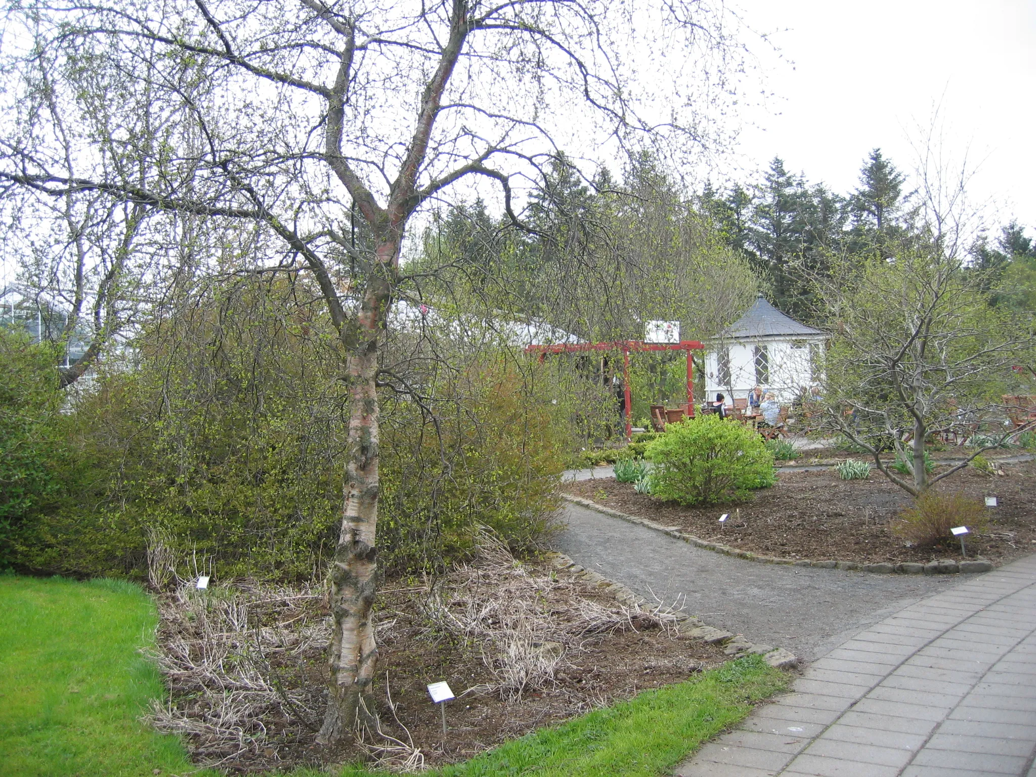 Een verhard pad dat door een tuin slingert met kale bomen, groene struiken, plantenlabels en een klein wit gebouw op de achtergrond.