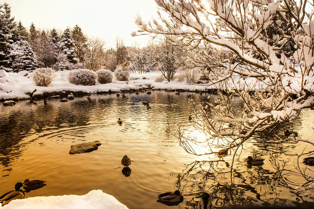 Besneeuwde vijver met eenden die zwemmen in goudverlicht water, omringd door bevroren bomen en struiken in de winter