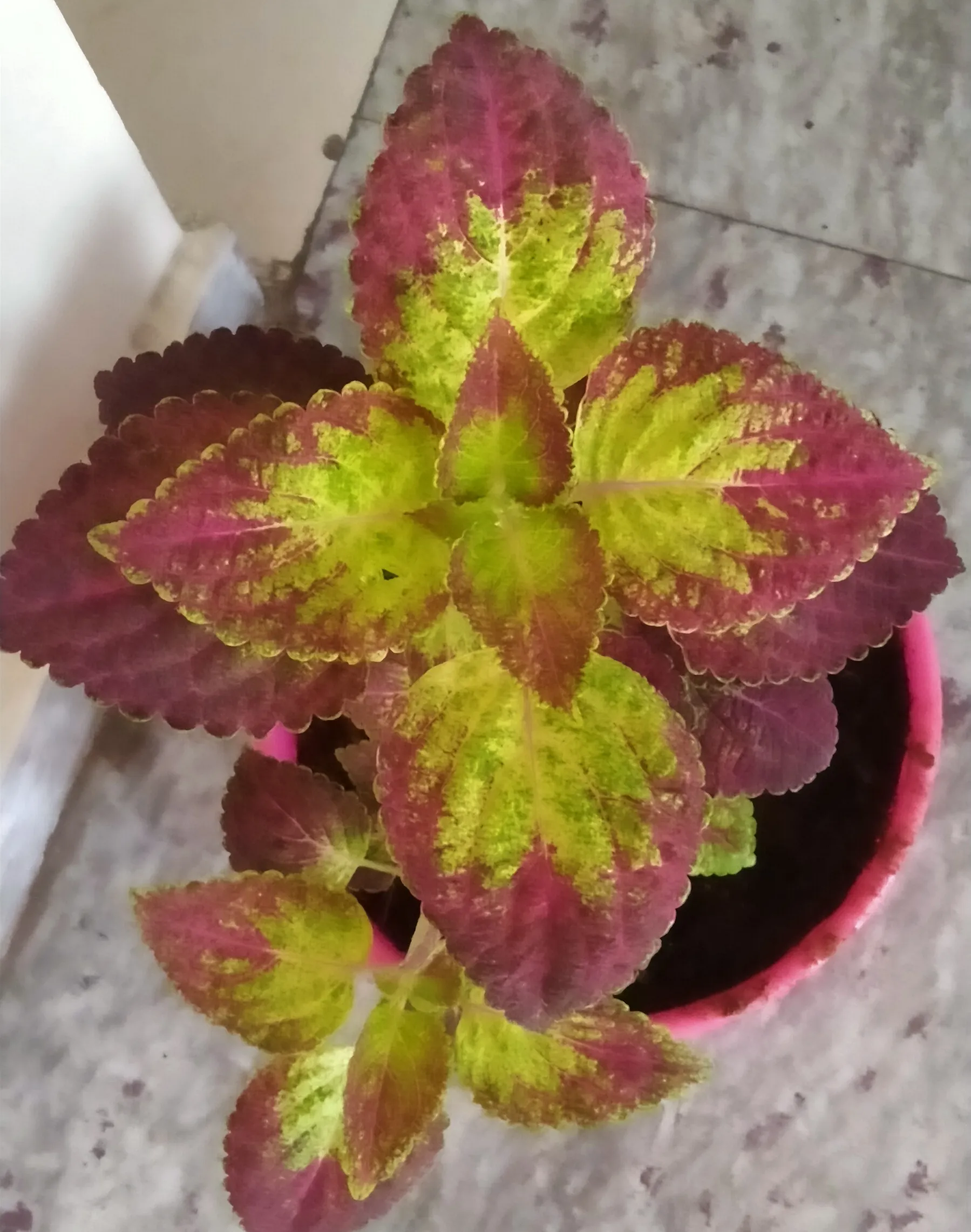 Bovenaanzicht van een kleurrijke coleusplant met groene en roodpaarse bladeren in een roze pot op een tegelvloer