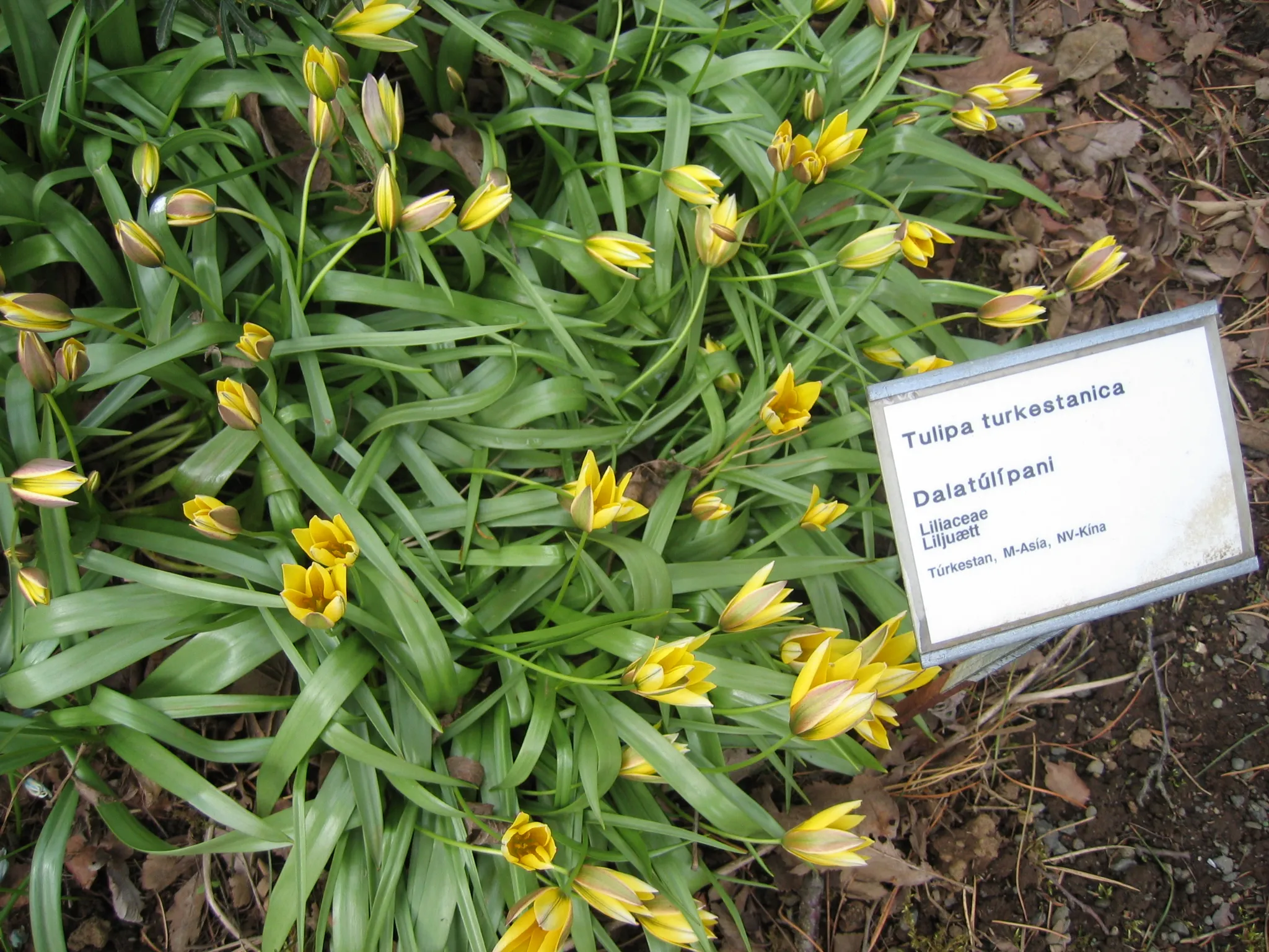 Een veldje met gele Tulipa turkestanica-bloemen met lange groene bladeren en een plantenbordje met de tekst 'Dalatúlpani'.
