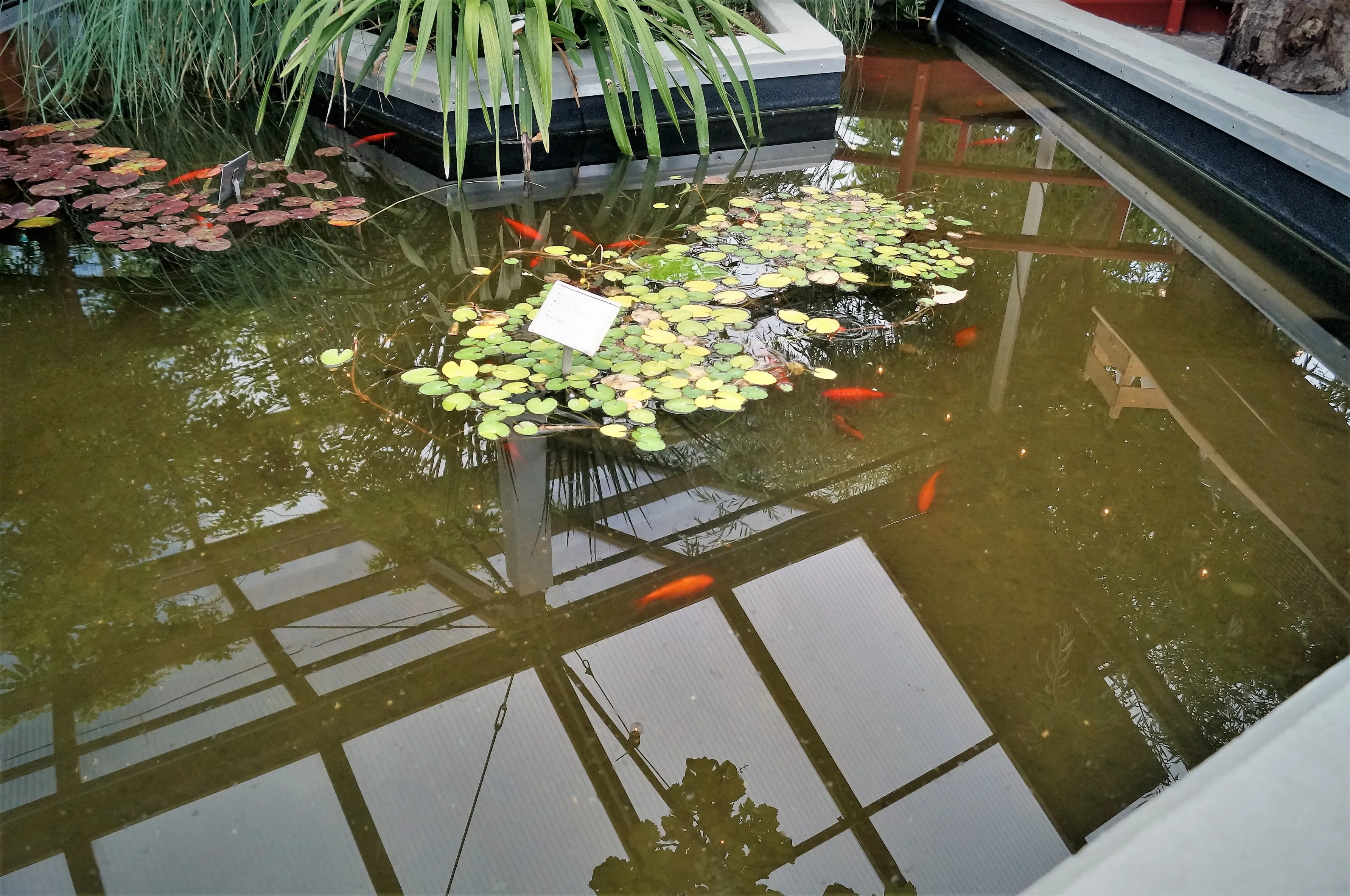 Overdekte kasvijver met waterlelies, oranje koikarpers en reflecties van een glazen plafondconstructie in troebel groen water