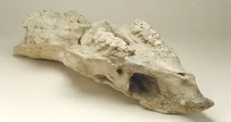 fragmento de hueso fosilizado en exhibición