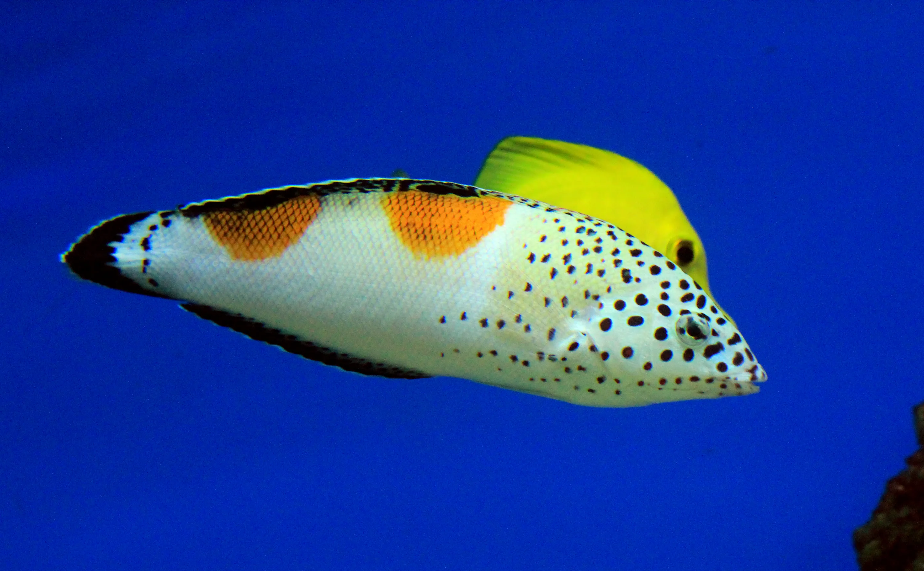 A fish with a white body, black spots, orange patches, and a black-edged tail swimming in blue water