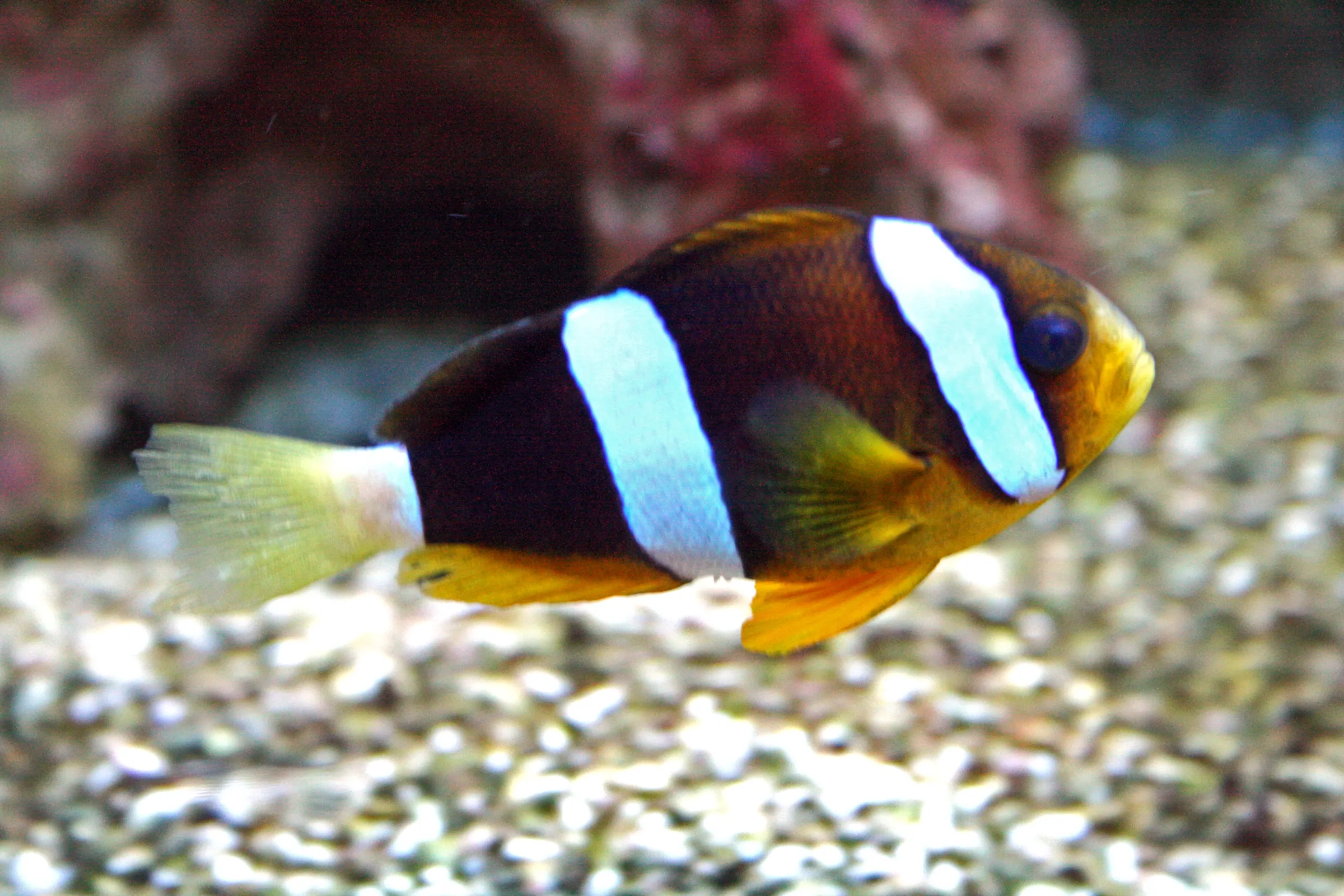 A clownfish with black, white, and orange stripes swims in an aquarium tank with gravel and coral in the background.